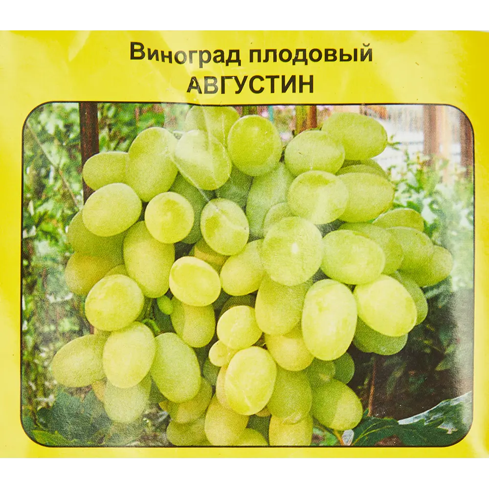Виноград плодовый Августин h40 см 83791401 STLM-2077665 Santreyd 