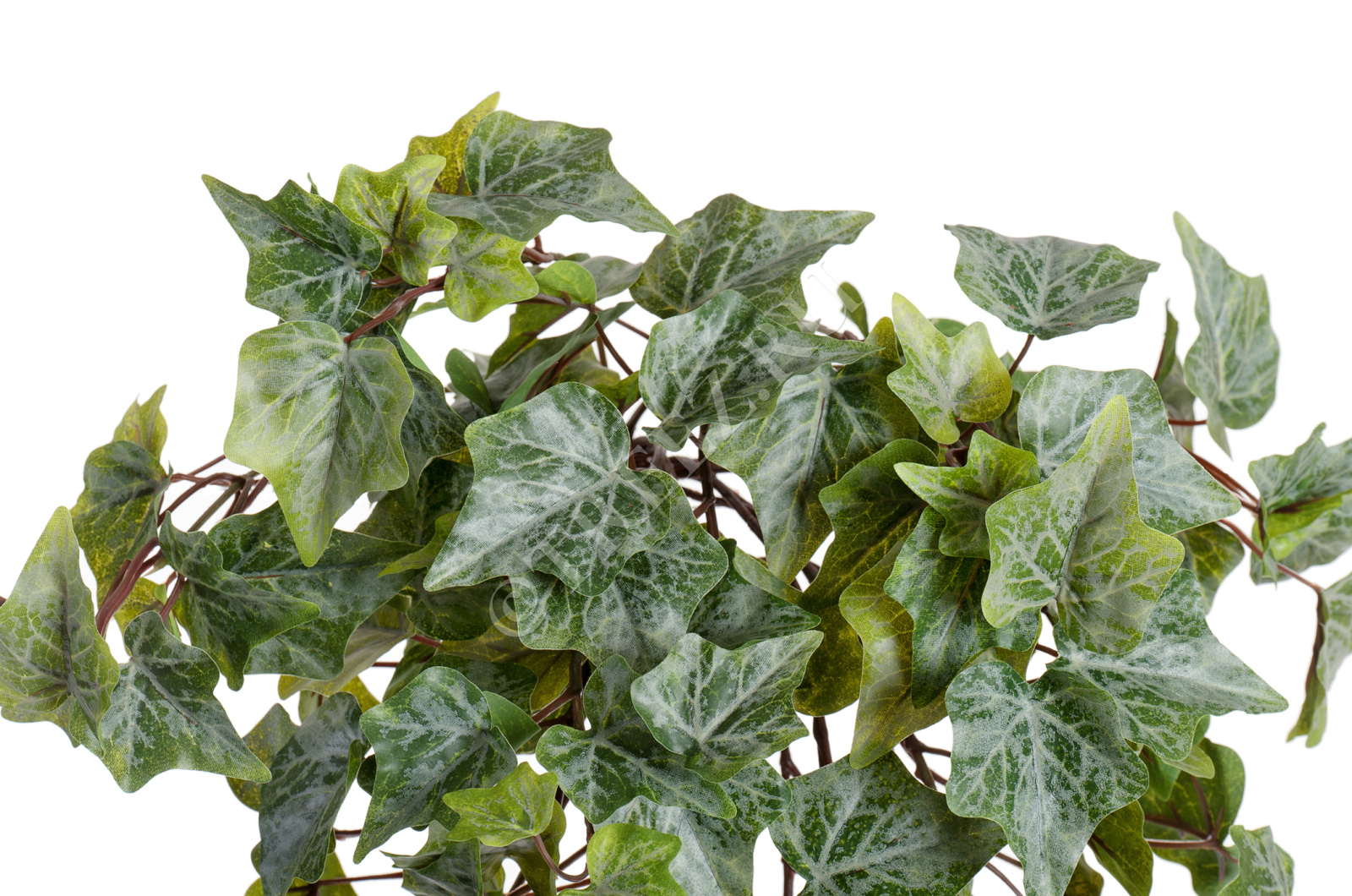 20.05170261GG-M Английский плющ Олд Тэмпл припылённо-зелёный Цветочная коллекция  - Вид №5