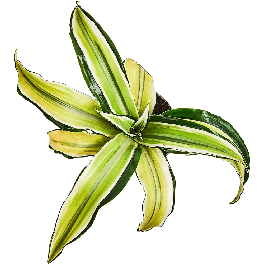 Santreyd Драцена Драгонтри микс — изящное растение с резными листьями 87819512 STLM-0075863 - Вид №4