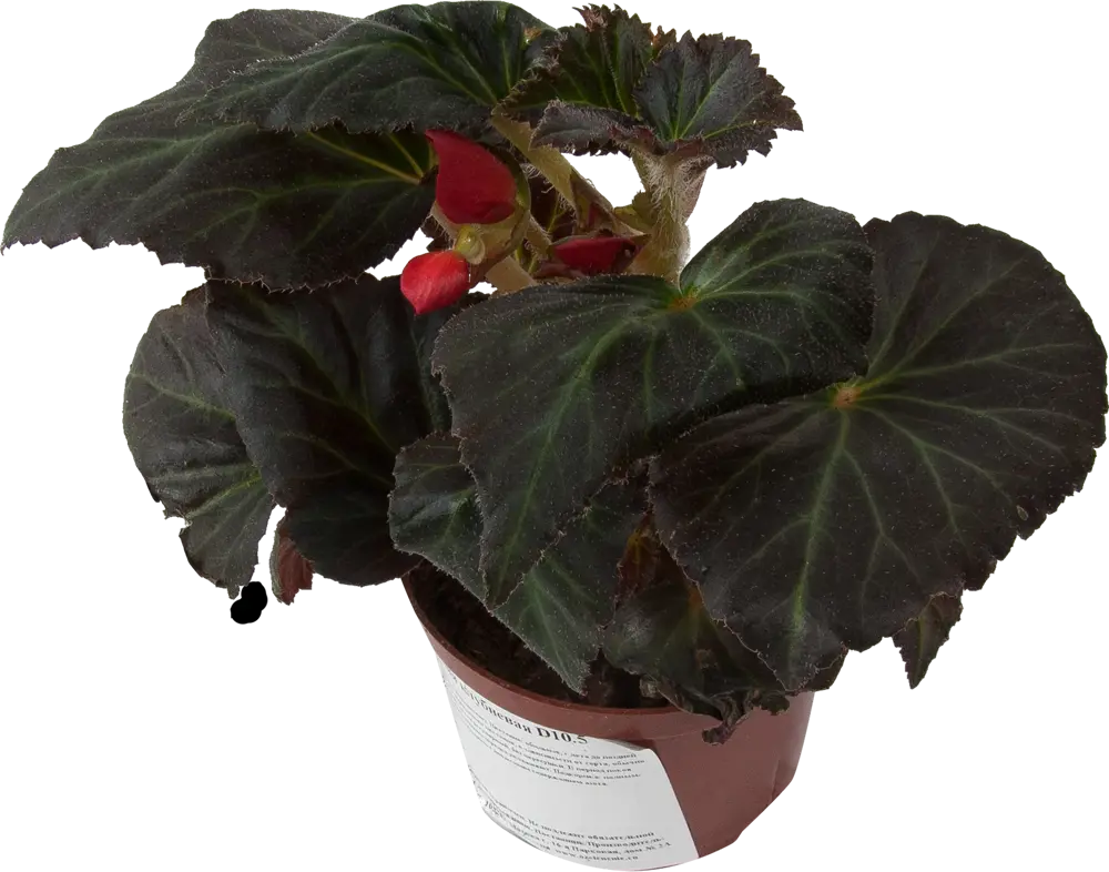 Santreyd Бегония вечнозеленая - компактный многолетник с круглогодичным цветением 82560401