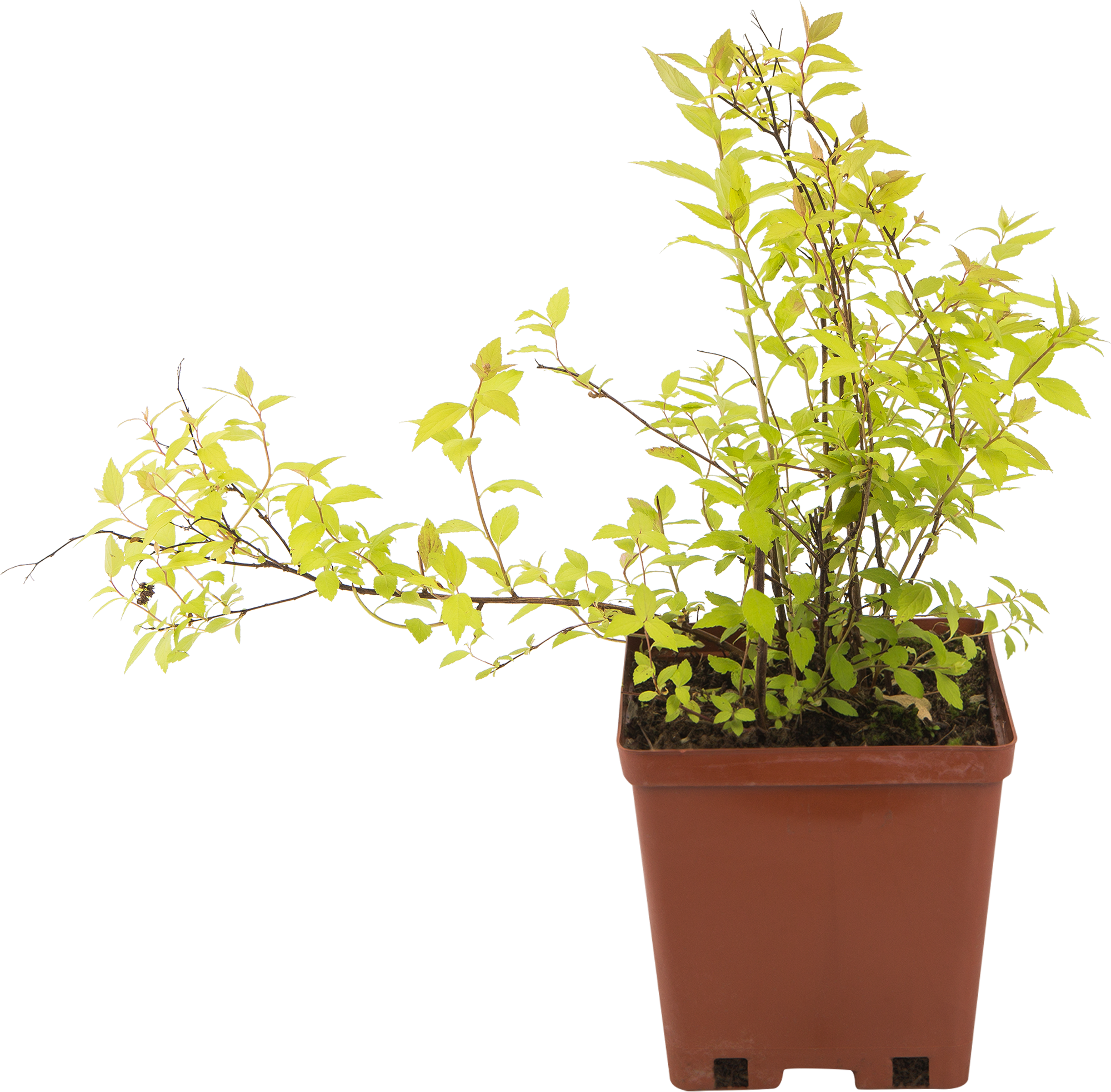 Спирея Голден Принцесс Santreyd - золотистый кустарник для сада 82594831 STLM-0030909