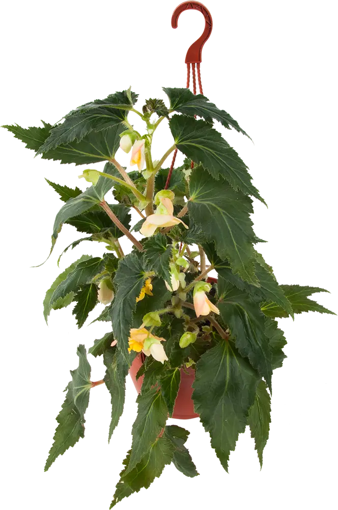 Santreyd Бегония клубневая в подвесном кашпо - цветущее украшение интерьера 82650002