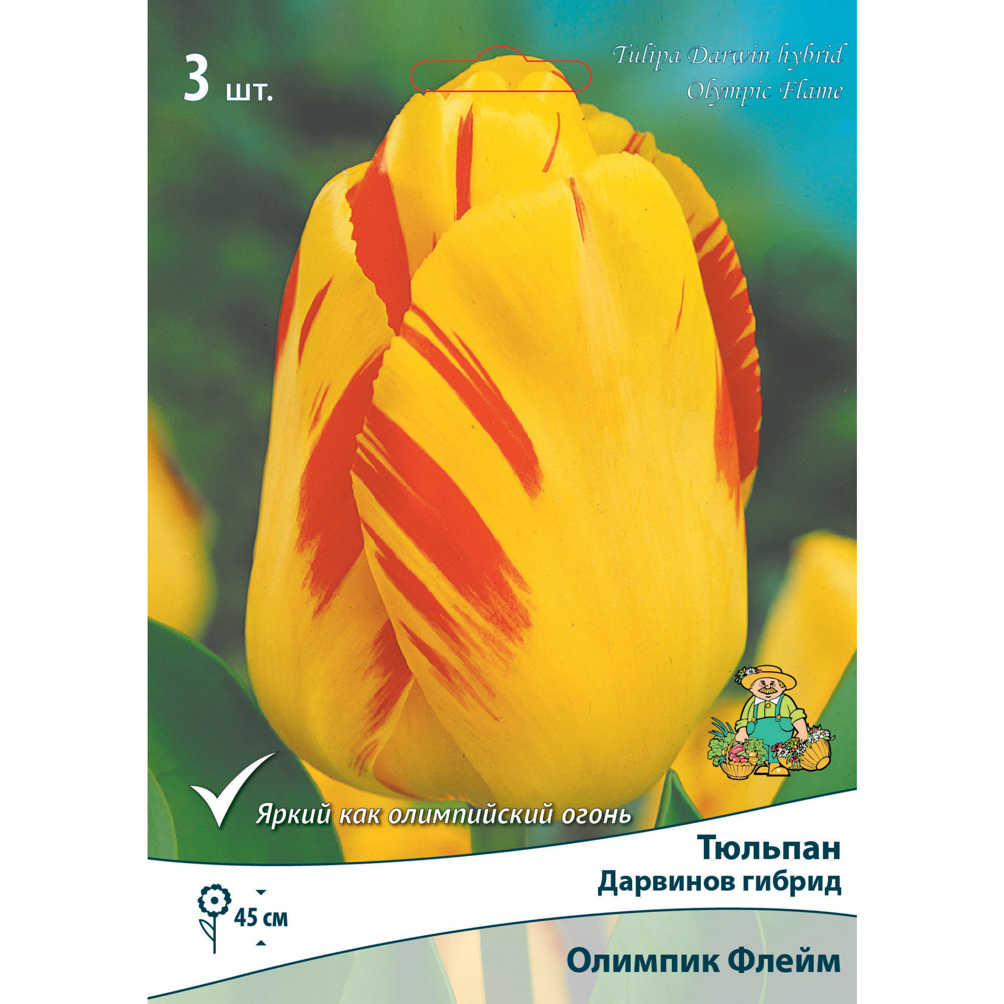 88294856 Тюльпан Дарвинов гибрид Олимпик флеймз луковица 10/11, 3 шт Santreyd 