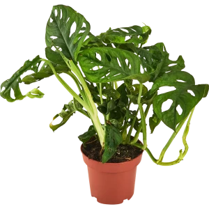 Монстера Адансона Santreyd - экзотическое комнатное растение с резными листьями 87959834