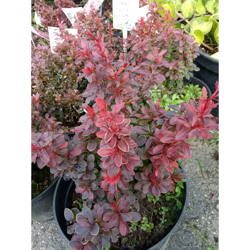 Барбарис Тунберга «Ред Пиллар» 9x15 см 82625247 STLM-2202347 PLANTMARKET  - Вид №1
