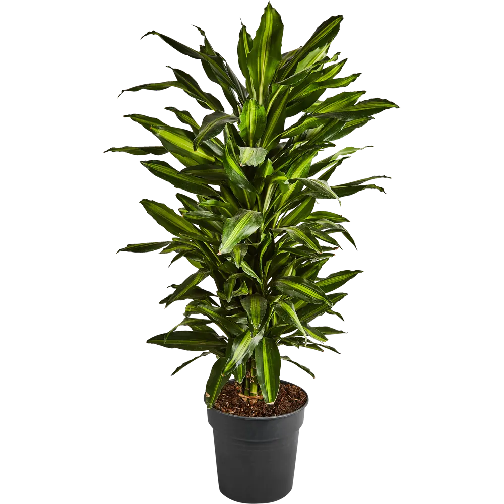 Драцена Джанет Линд Santreyd ø24 h90-110 см - комнатное растение для озеленения 87819510 STLM-0957859 - Вид №1