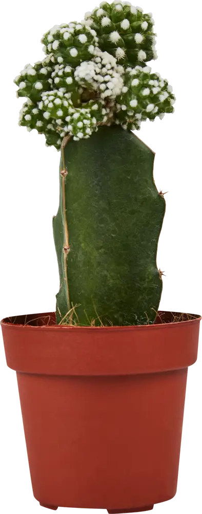 Santreyd Гимнокалициум Япония микс - живая скульптура с цветочной короной 86720752