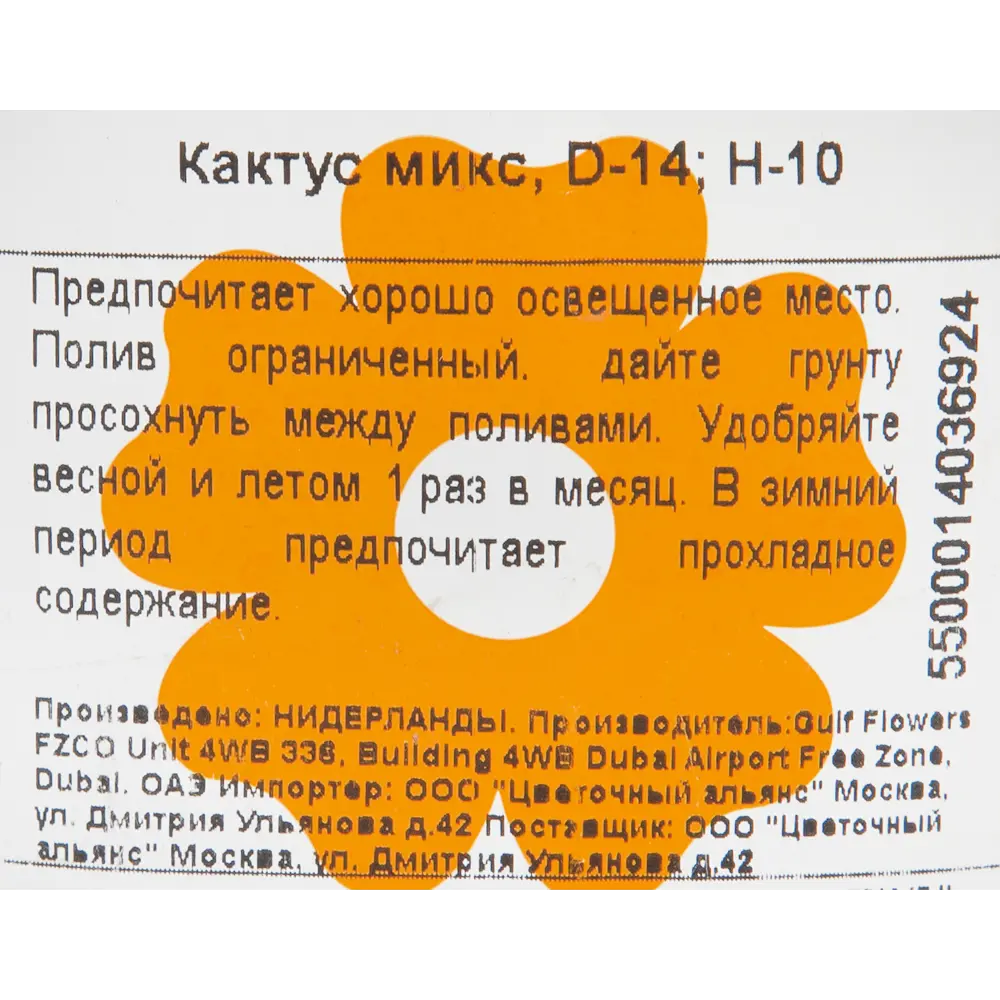 Santreyd Кактус микс - живой декор для интерьера 14×10 см 82894898 STLM-0037678 - Вид №2