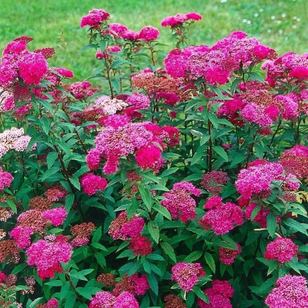 Спирея декоративная кустарниковая розовый микс 89427974 Santreyd STLM-1580385 - Вид №2