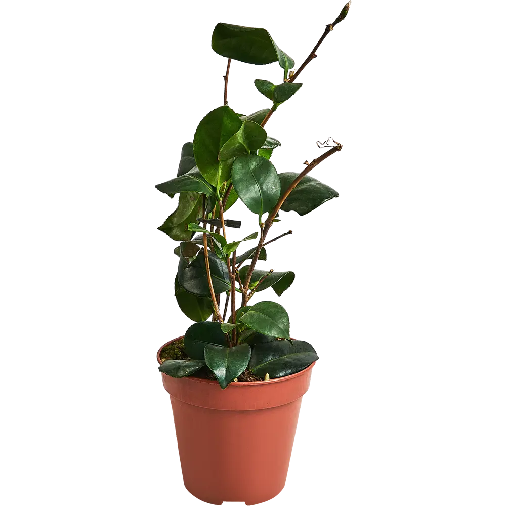 Камелия микс ø13 h20 см 89354339 STLM-2176682 Santreyd  - Вид №1