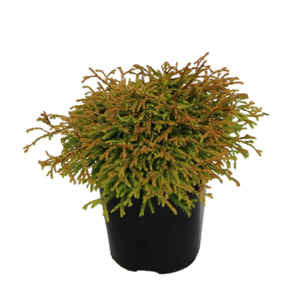 Туя западная Голден Таффет ø14 h25 см PLANTMARKET STLM-2166674