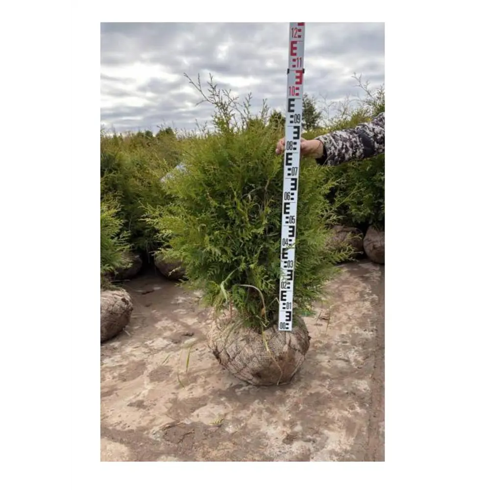 Туя западная Брабант ø41 h100 - 120 см ГАВРИШ STLM-2150288