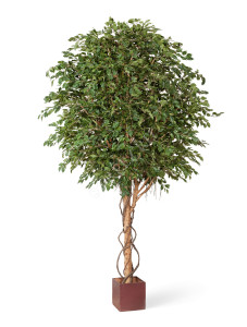 10.31210N Фикус Бенджамина Гигантский Цветочная коллекция