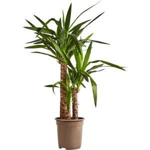 Юкка Santreyd — вечнозеленый очиститель воздуха для вашего дома 89352950