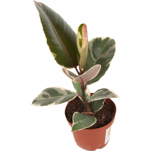 82548516 Фикус Тенике 12х35 см