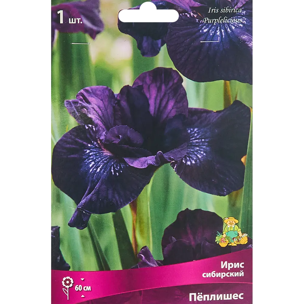 Ирис сибирский Пеплишес от ПОИСК — изящное украшение сада с фиолетовыми цветами 86410660 STLM-1573863