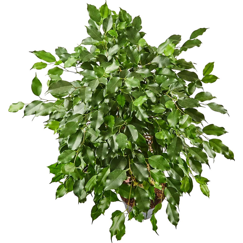 Фикус Бенджамина Экзотика с декоративной решеткой от Santreyd 82578703 STLM-0030445 - Вид №1