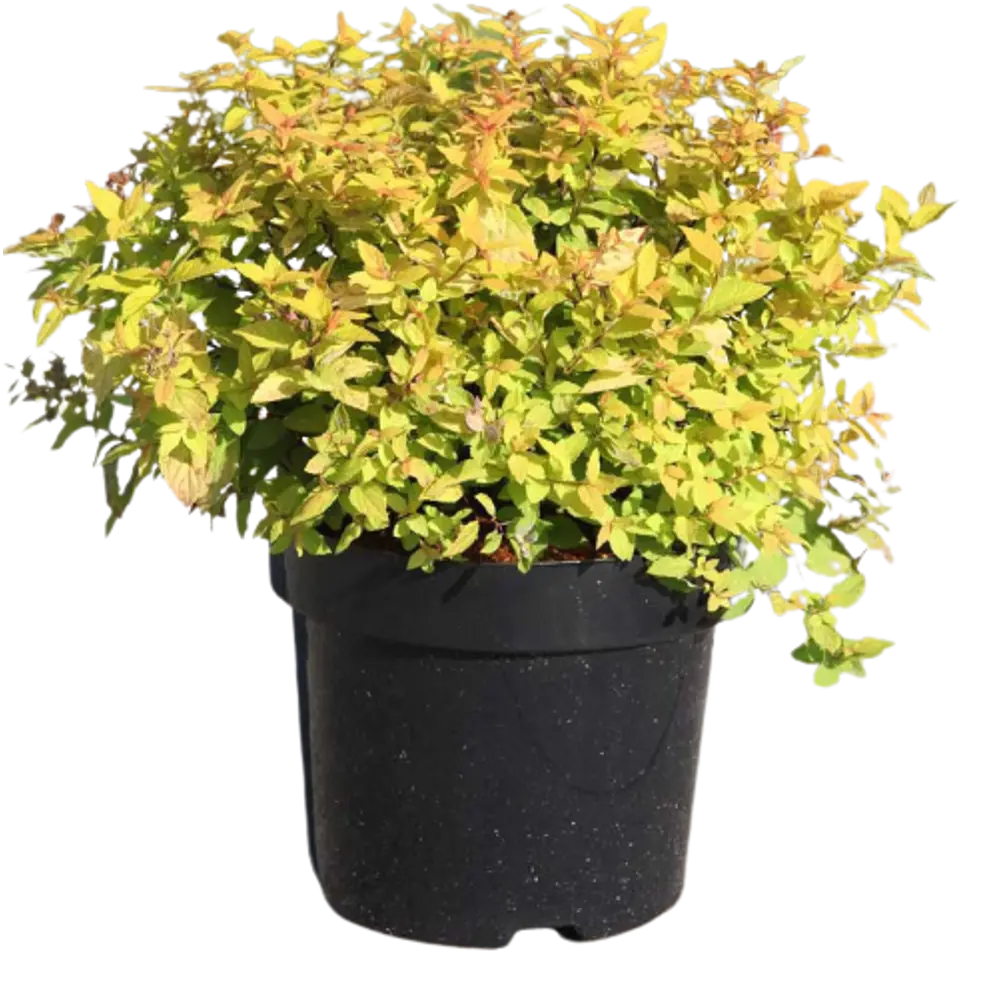 Спирея японская Голден Принцесс ø9 h15 см 84829083 STLM-2078155 PLANTMARKET 