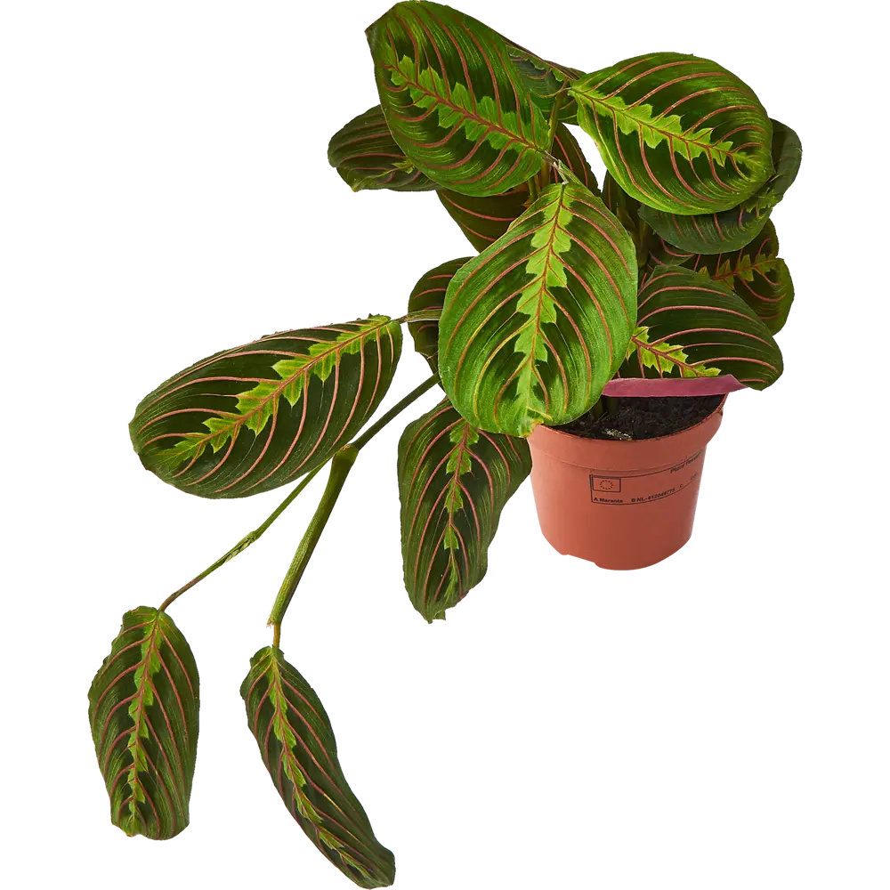 Santreyd Маранта Триколор — живой узор в вашем интерьере 85324957 STLM-0061522