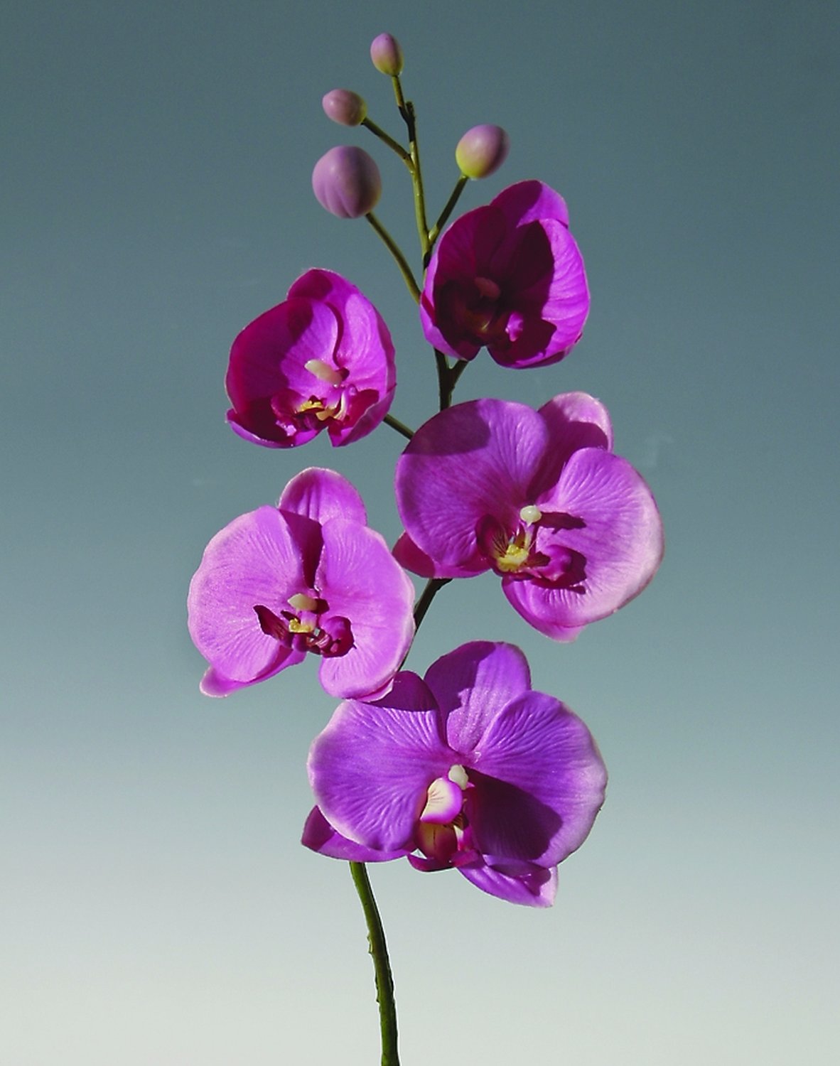 2368 420 a2 Орхидея фаленопсис шелк, 75 см, вишня H-andreas 