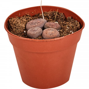 82877380 Литопс Плейоспилос Нелли 5.5x8 см