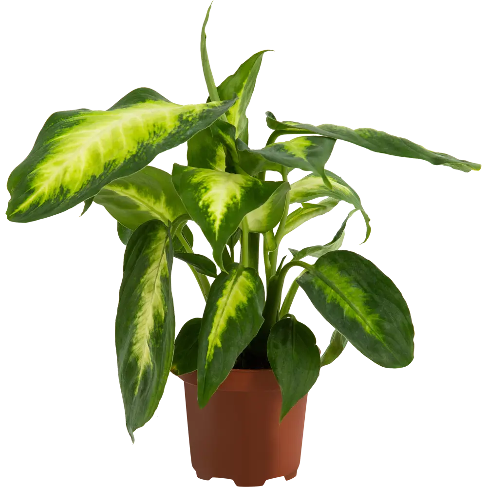 Диффенбахия Компакта Santreyd - декоративное растение с бело-зелеными листьями 82578920