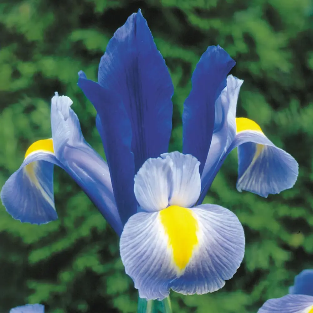 Ирис «Sapphire Beauty», 6х7 см 13065065 STLM-2032366 GEOLIA 