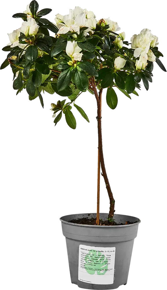 Santreyd Азалия микс - вечнозеленый кустарник с красными махровыми цветами 89352848