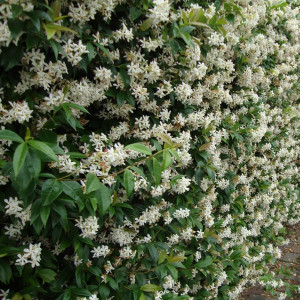 18320993 Жимолость каприфоль С2, 50 см