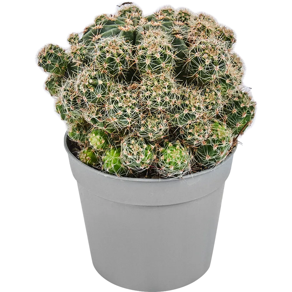 Santreyd Кактус микс - вечнозеленый суккулент для интерьера 82894896 STLM-0037676 - Вид №5