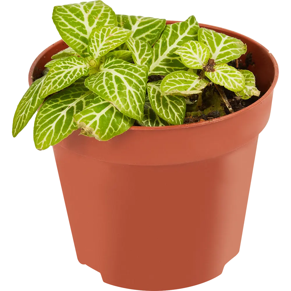 Фиттония микс Santreyd - комнатное растение с декоративными листьями 85324865 STLM-0061477 - Вид №1