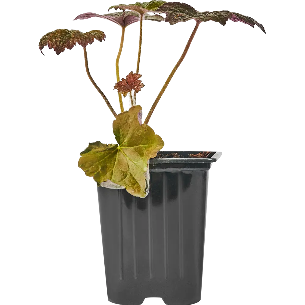 Santreyd Гейхера: разноцветный многолетник для сада 82741499 STLM-0035250