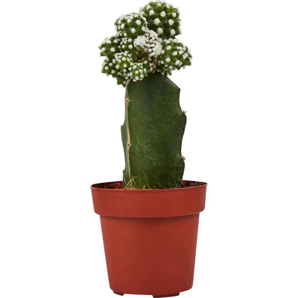Santreyd Гимнокалициум Япония микс - живая скульптура с цветочной короной 86720752 STLM-0070959