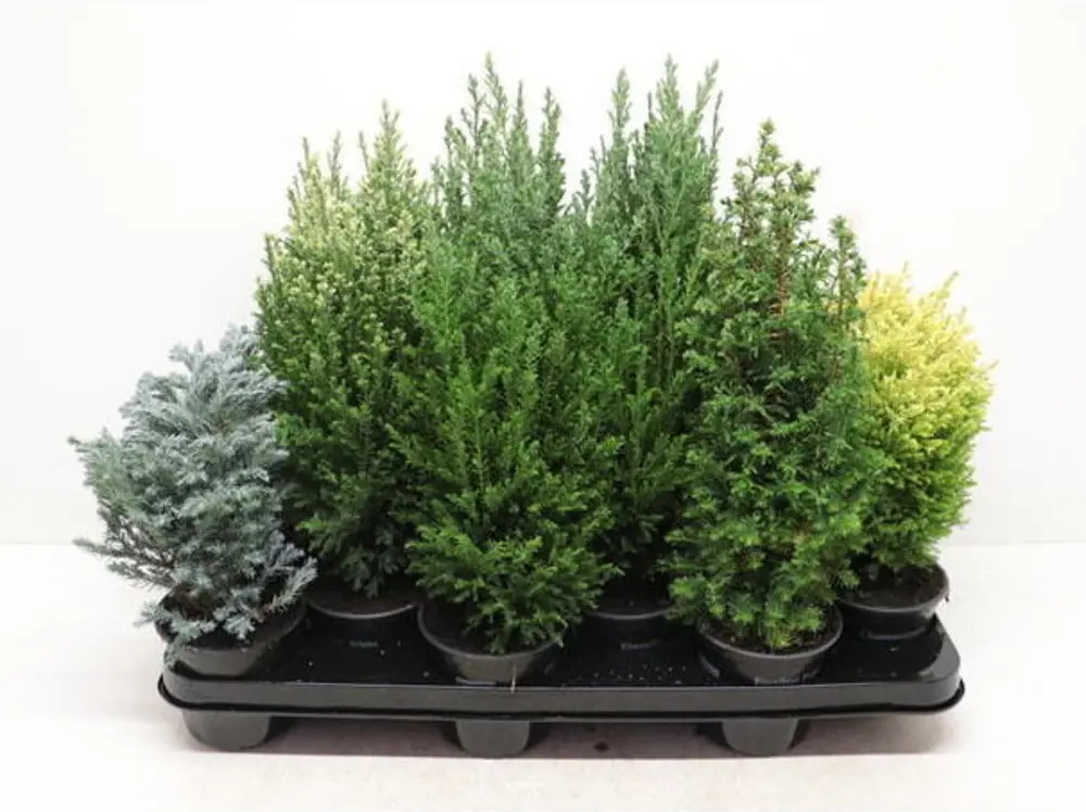 Кипарисовик Santreyd - вечнозеленое украшение сада 89363490