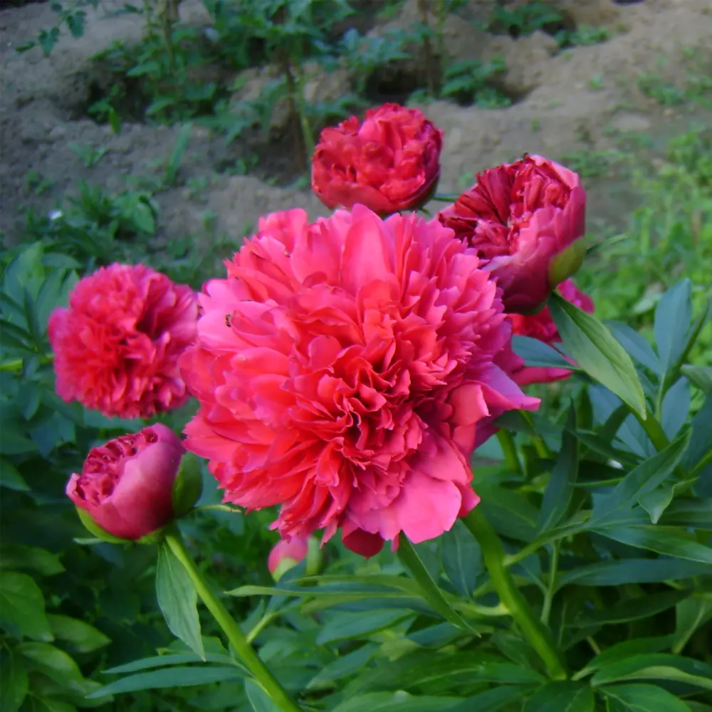 Santreyd Пион травянистый - многолетнее садовое украшение 17897660 STLM-0008964 - Вид №1