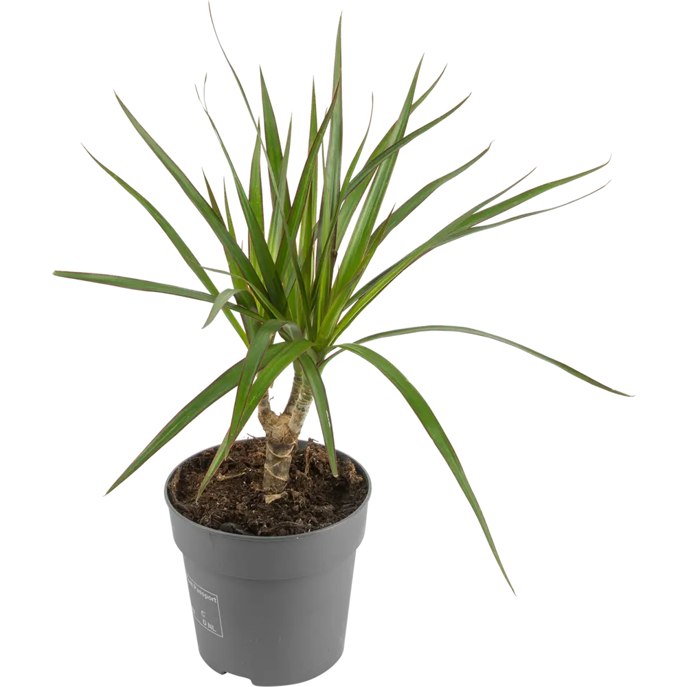 Santreyd Драцена Маргината Биколор — вечнозеленый акцент для интерьера 82578924 STLM-0030481