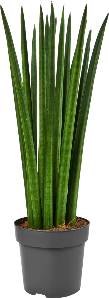 Сансевиерия цилиндрическая Santreyd - элегантный щучий хвост для интерьера 87819649