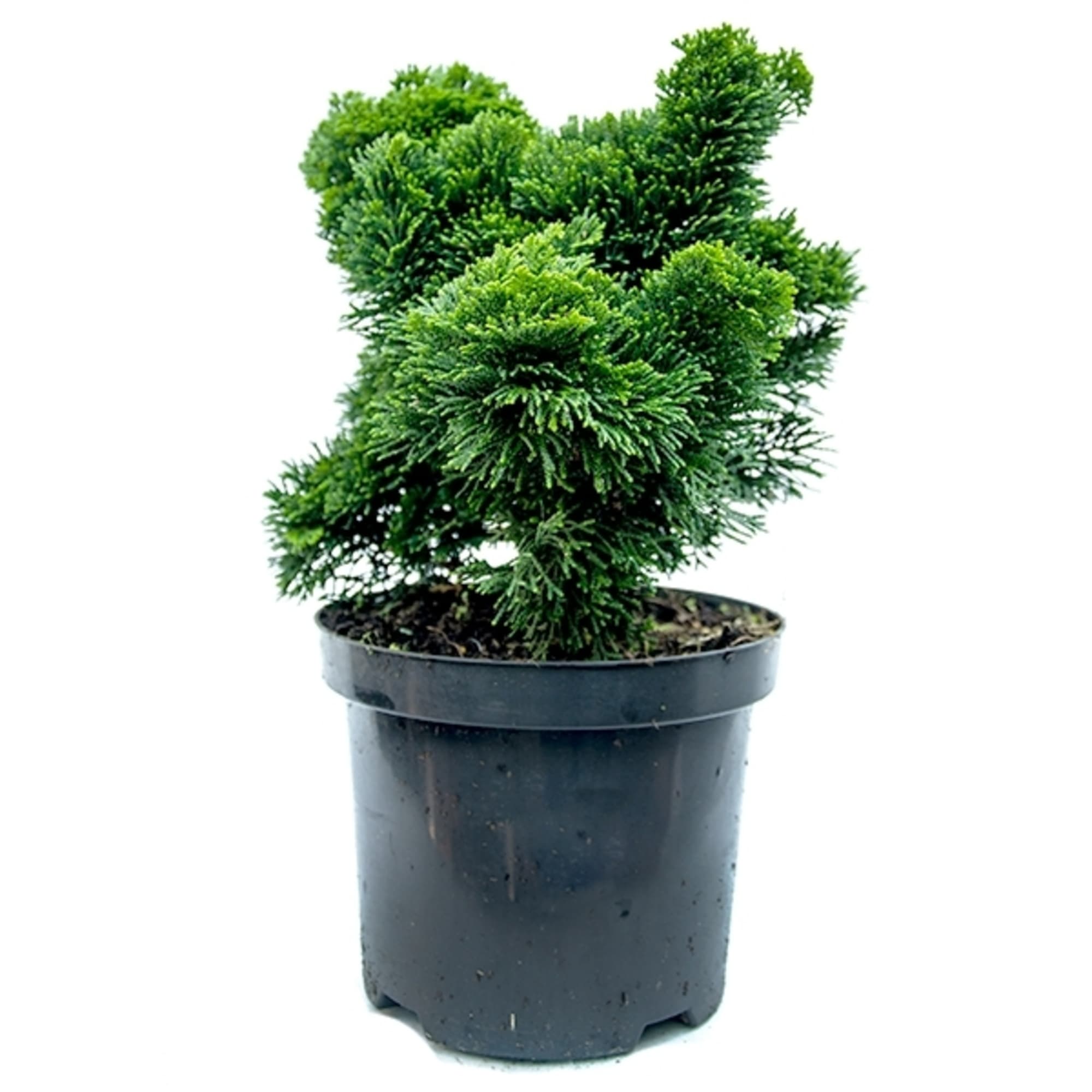 82601653 Кипарисовик «Нана Грацилис» 17x20 см Santreyd 