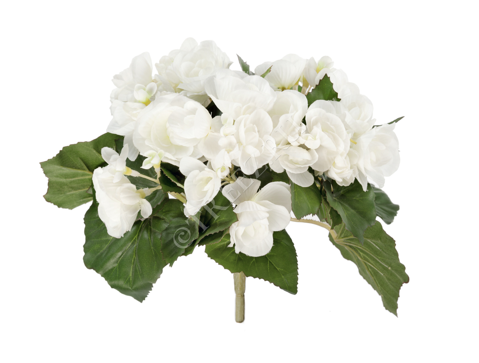 20.1087CR Бегония куст белый Цветочная коллекция 