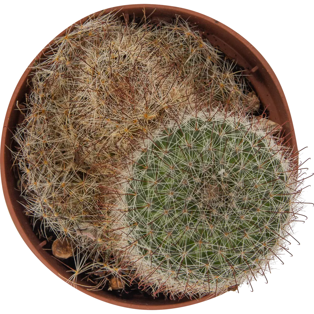 Santreyd Кактус микс - вечнозеленый суккулент для интерьера 82894897 STLM-0037677 - Вид №1