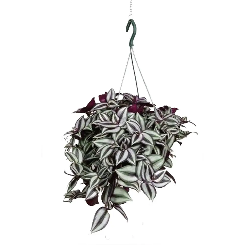 Santreyd Традесканция Зебрина — полосатая красота для интерьера 89394868 STLM-1503910