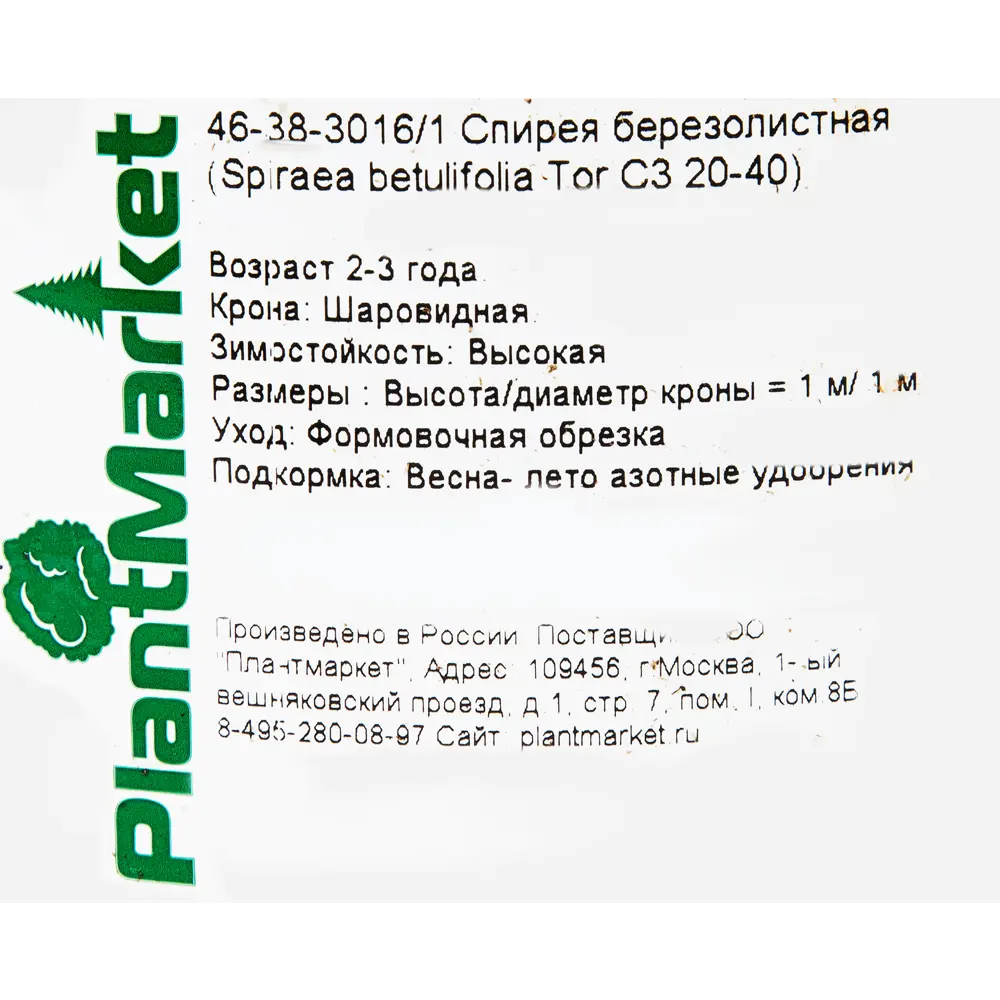 Спирея берёзолистная «Тор» C3 20-40 см 82356735 STLM-2062948 PLANTMARKET  - Вид №1