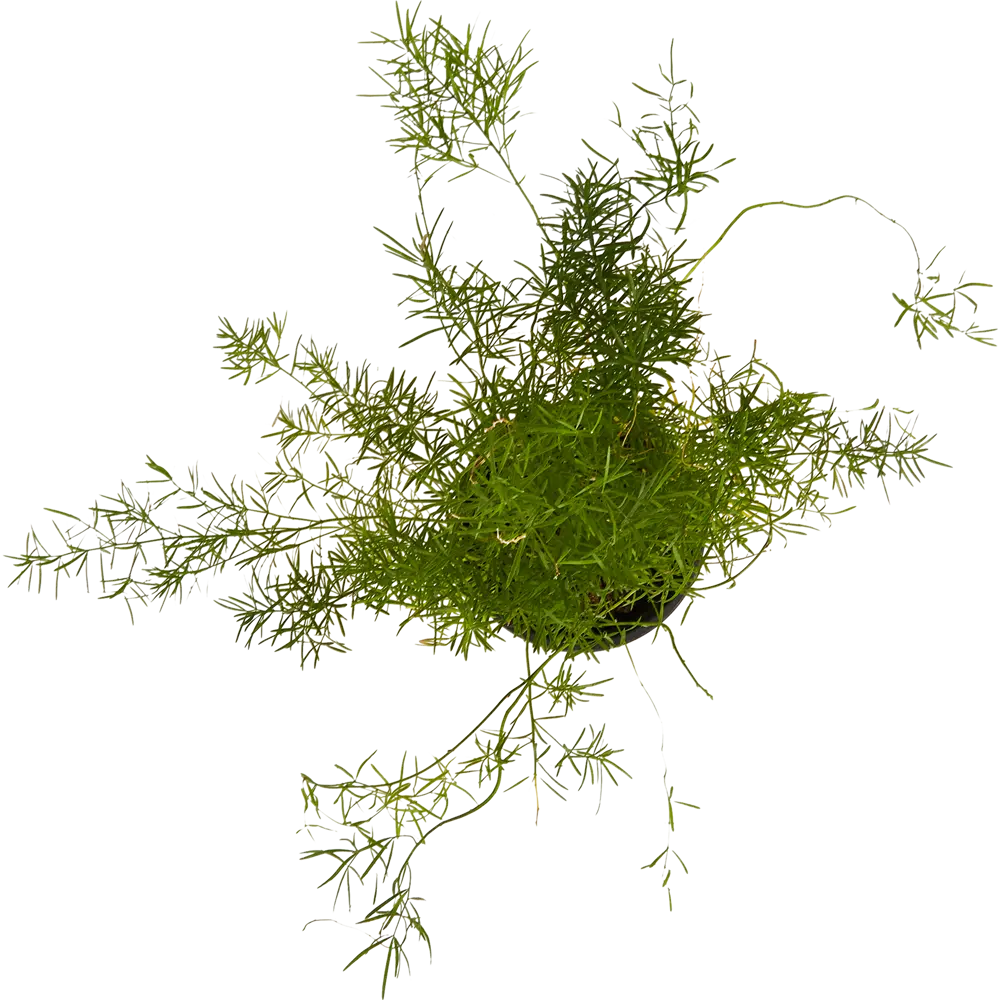 Santreyd Аспарагус микс - пышный комнатный кустарник для интерьера 84587062 STLM-0052403 - Вид №1