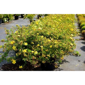 Лапчатка кустарниковая Елизабет ø9 h20 см