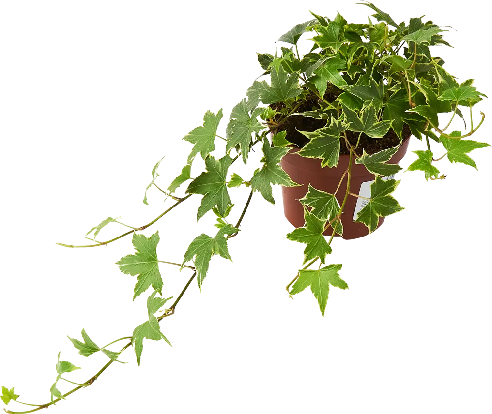 Santreyd Хедера Хеликс микс - вечнозеленый плющ для вертикального озеленения 85324863