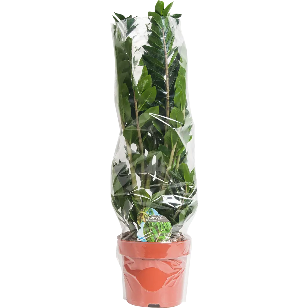 Santreyd Замиокулькас — элегантное комнатное растение для современного интерьера 82399647 STLM-0026485 - Вид №2