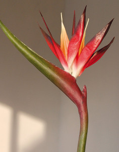 4926 492 a2 Шелковая райская птица, 94 см, бордово-черный H-andreas