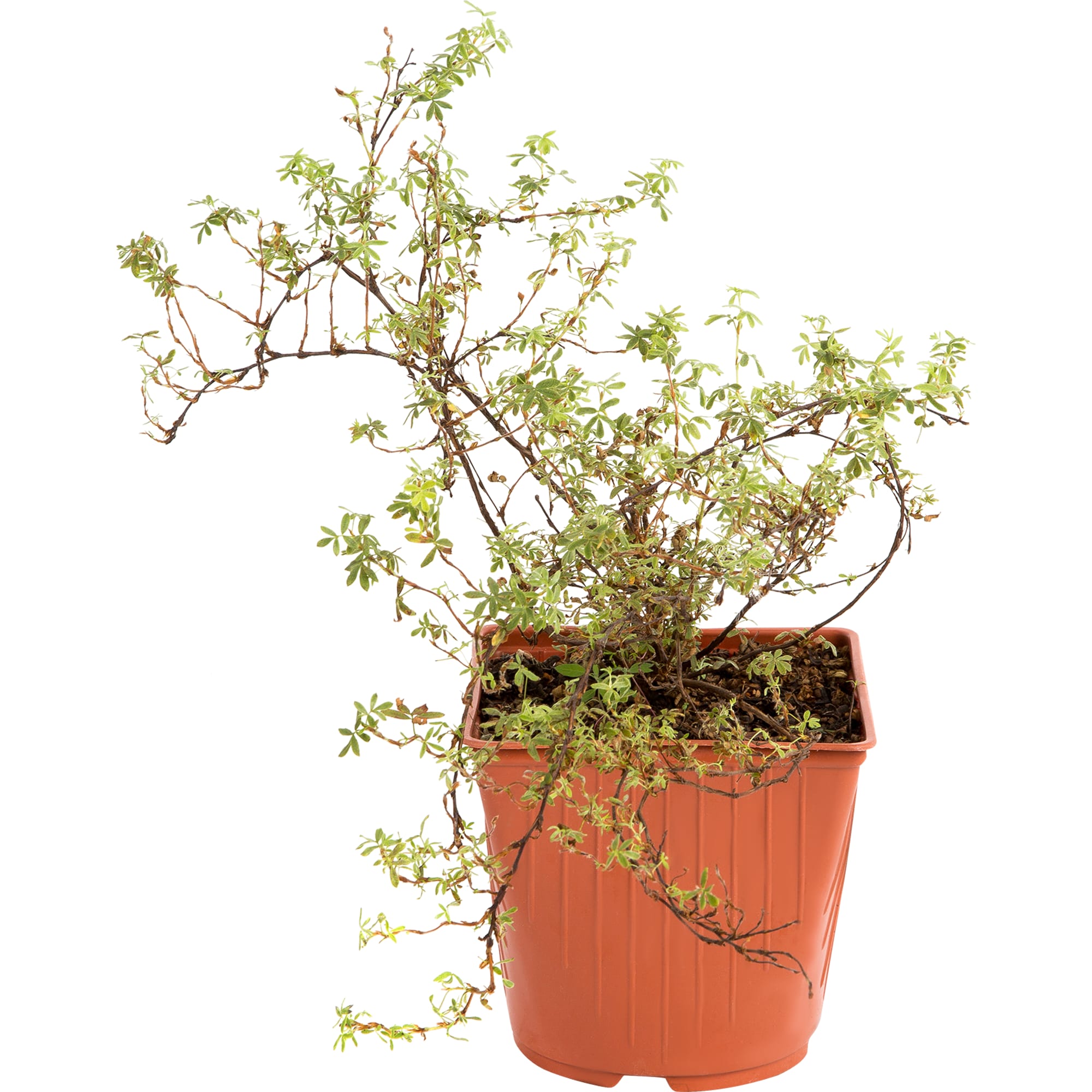 81954823 Лапчатка кустарниковая С2 «Танжерин» h30 Santreyd  - Вид №1