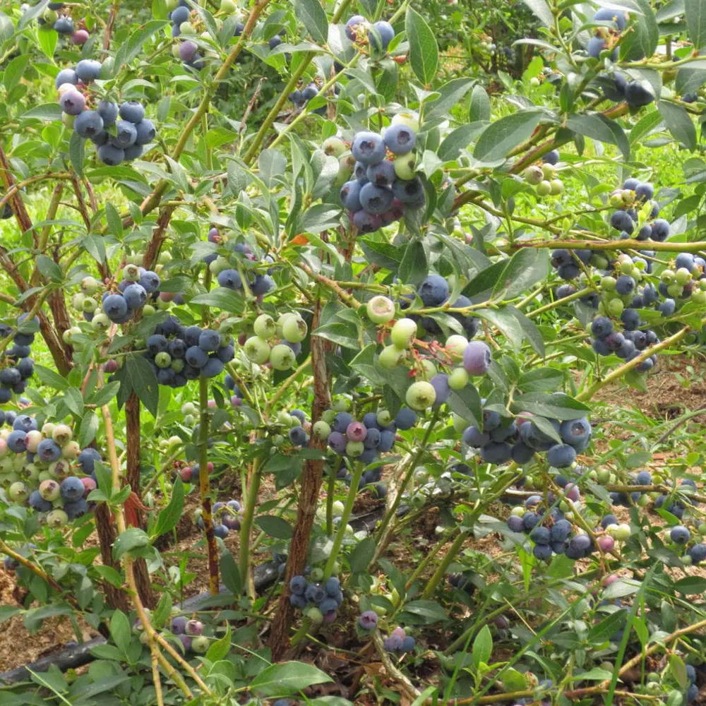 Голубика садовая Нельсон ø9 h20 см 87691176 STLM-2023228 PLANTMARKET 