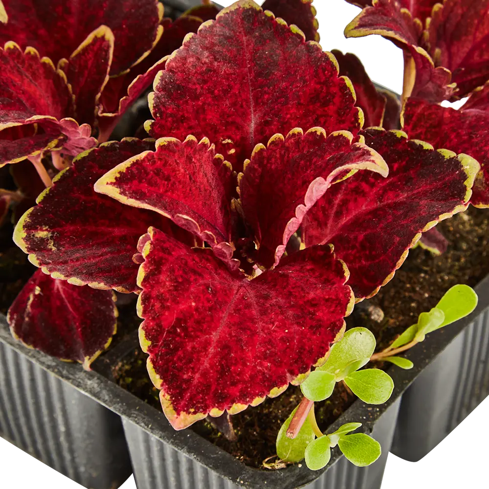 Колеус в кассетах, 6 шт Santreyd STLM-2099467 - Вид №2